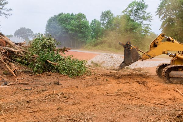 Cost of Forestry Mulching Service in Stamford