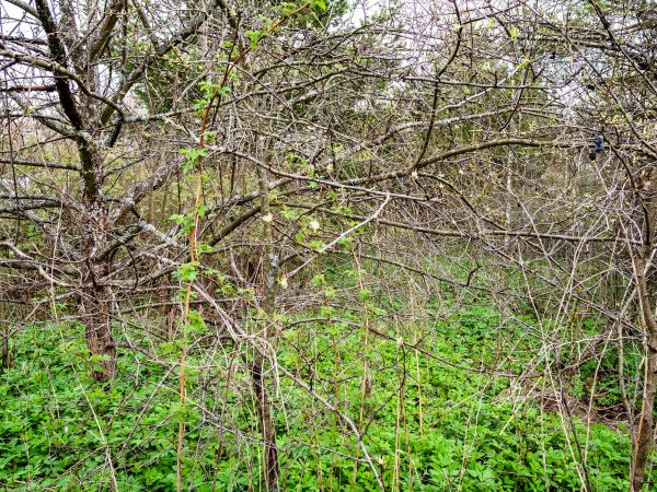 Underbrush Clearing in Stamford