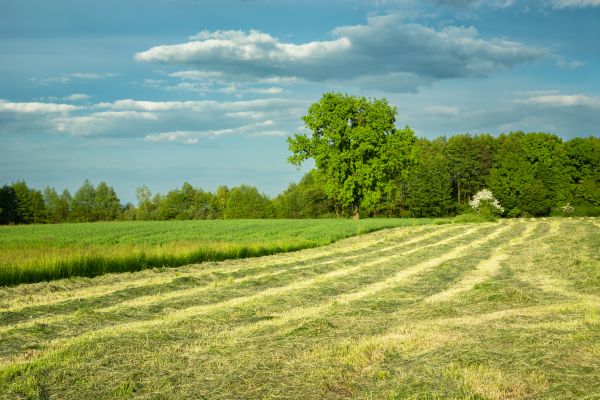Cost of Vegetation Removal in Stamford