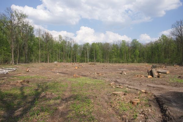 Cost of Pasture Clearing in Stamford