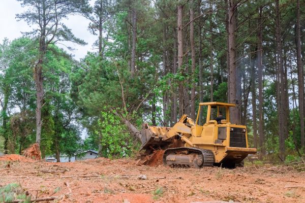 Forest Thinning in Stamford