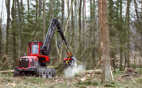 Cost of Forest Clearance Service in Stamford