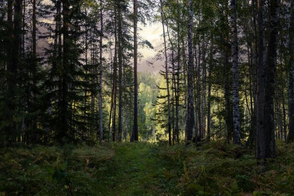 Cost of Pine Tree Clearing in Stamford