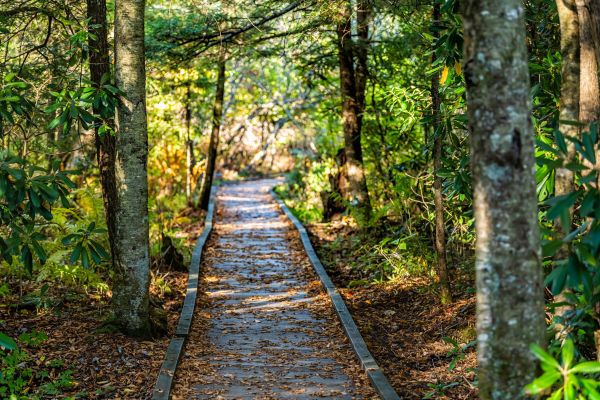 Cost of Trail Clearing in Stamford